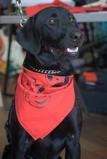 Bandana  -- NANCY STYLE!!