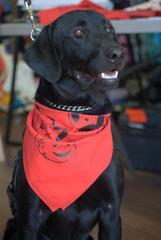 Bandana  -- NANCY STYLE!!